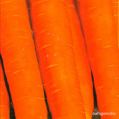 Морковь Сорт ВИТАМИННАЯ 6