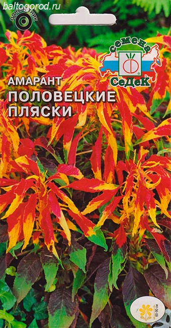 Амарант Триколор Сорт ПОЛОВЕЦКИЕ ПЛЯСКИ - ''СеДеК'' 2021 ЦП