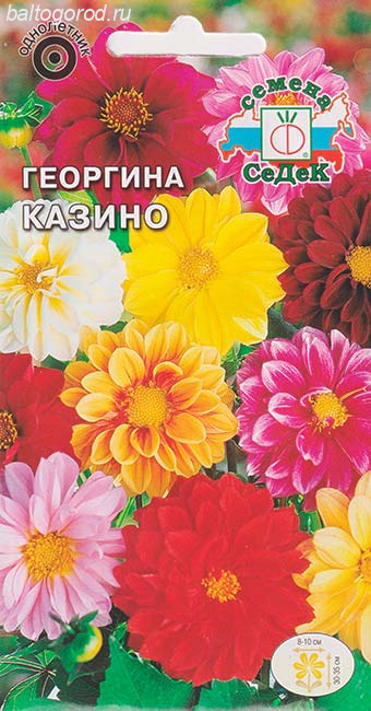 Георгина Махровая КАЗИНО (смесь) - ''СеДеК'' 2023 ЦП