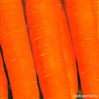 Морковь Сорт ВИТАМИННАЯ 6